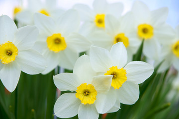 Daffodils