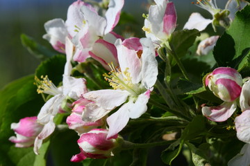 fiori di melo