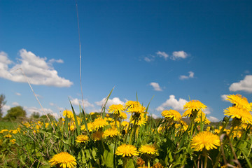 Blumenwiese