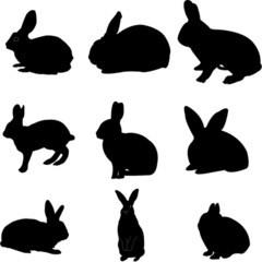 rabbits collection - vector