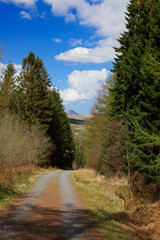 Fototapeta premium path through the pine forest under the blue cloudy sky in Wales