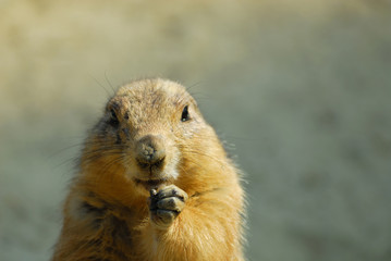prairie dog