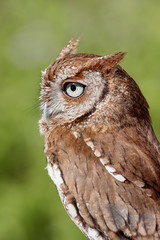 Eastern Screech-Owl (Megascops asio)