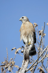 Red-shouldered Hawk (Buteo lineatus)