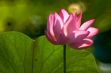 Lotus