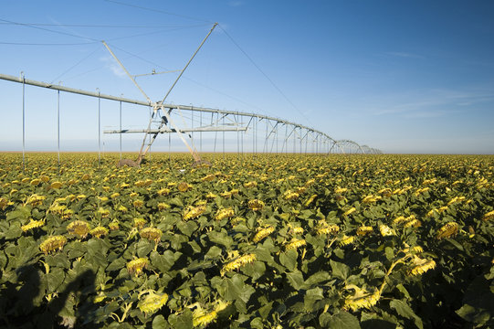 irrigated sunflower field