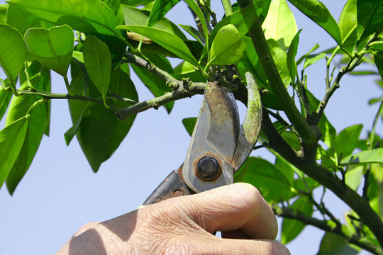 Man Cutting The Orange Tree In Springtime.