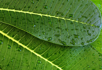 leaf