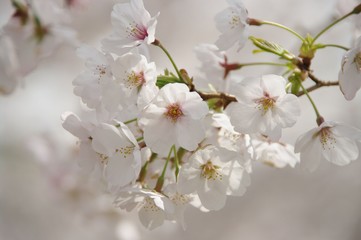 サクラ咲く