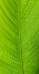 leaf