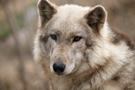 Wolf