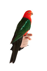portrait of male king parrot