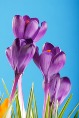 .Rich spring flowers background
