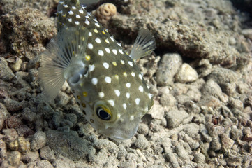 Yellow Spotted burrfish