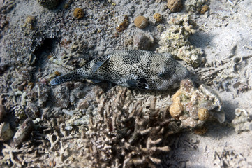 Whitespotted puffer