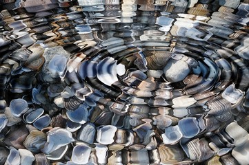 Muschelvielfalt