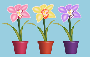 Naklejka na ściany i meble colourful illustration of orchids in pot