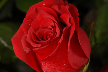 róża, rose