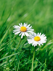 gänseblümchen
