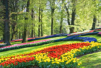 Colorful spring flowers in the park - 13593290