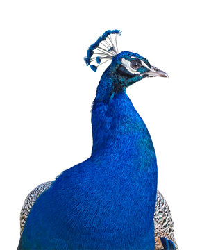 Peacock portrait cutout