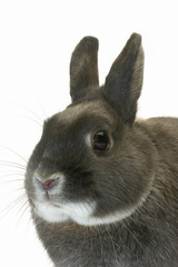 Lapin nain