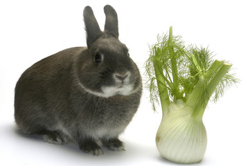 Lapin nain © Gilles Paire
