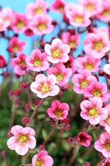 Obraz premium little pink