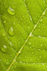 Green leaf with water droplets