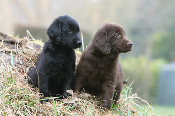 deux adorables chiots flat coated retriever assis côte à côte