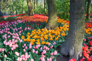 Tulips under the trees in spring - 13594690