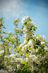 flowered apple tree