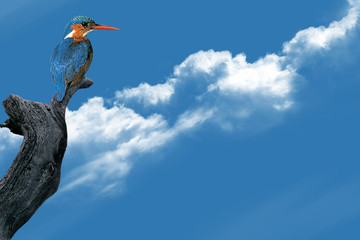 Kingfisher