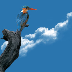 Kingfisher
