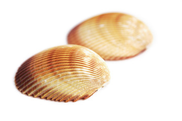 sea shell