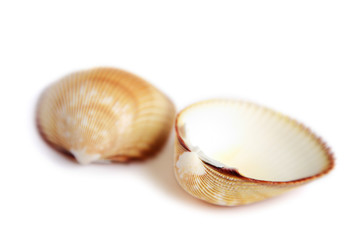 sea shell