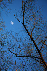 moon among of tree branches
