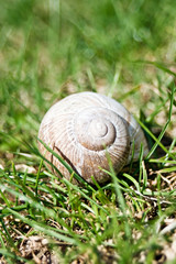 Snail