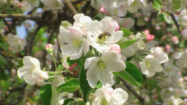 biene im apfelbaum