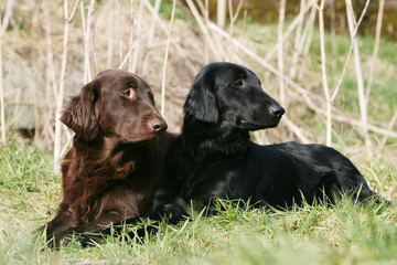 deux flat coated retriever adultes attentifs au repos