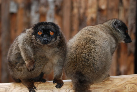 lemuriens