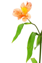 Alstroemeria flower