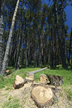 pine timber