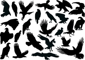 twenty four eagle silhouettes