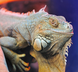 iguana