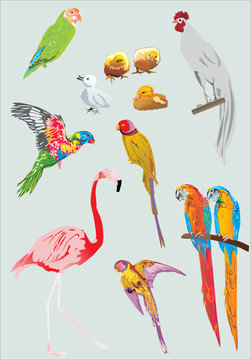 parrot, chicken, duckling, rooster and flamingo
