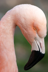 Detail Of Cuban Flamingo