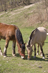 Obraz na płótnie Canvas two lovely grazing horses
