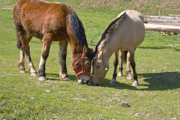 Fototapeta na wymiar two lovely horses eating