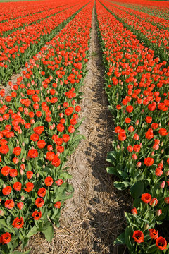 A field of red tulips